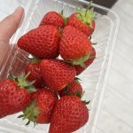 いちご狩りに行ってきました