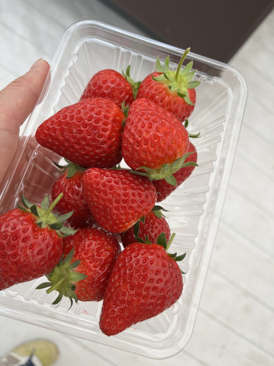 いちご狩りに行ってきました