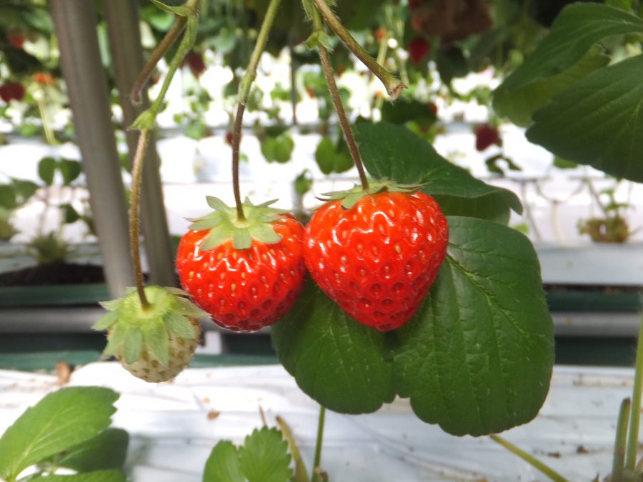 またまたいちご狩り～～🍓