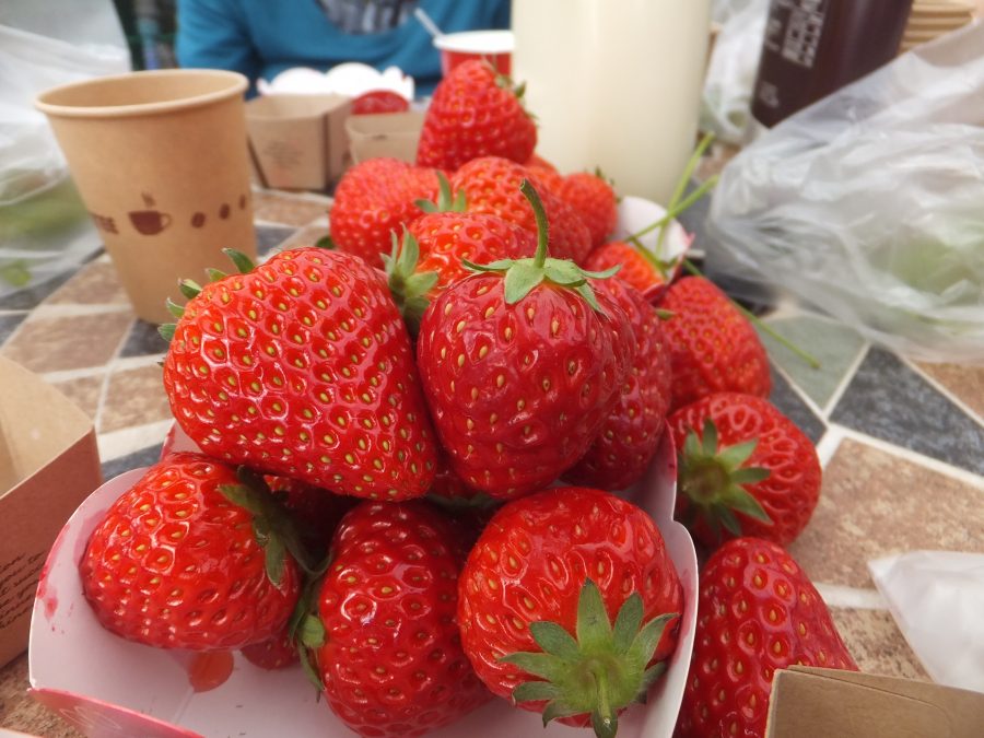 いちご狩りに行ってきました🍓