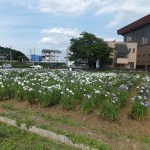 菖蒲園へ行ってきましたよ♬