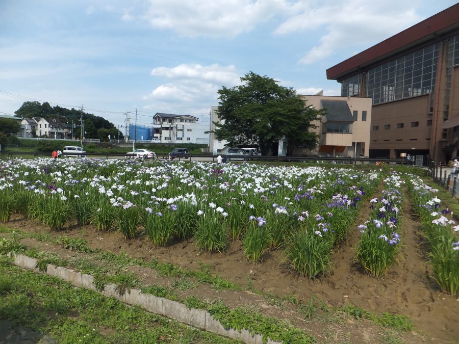 菖蒲園へ行ってきましたよ♬