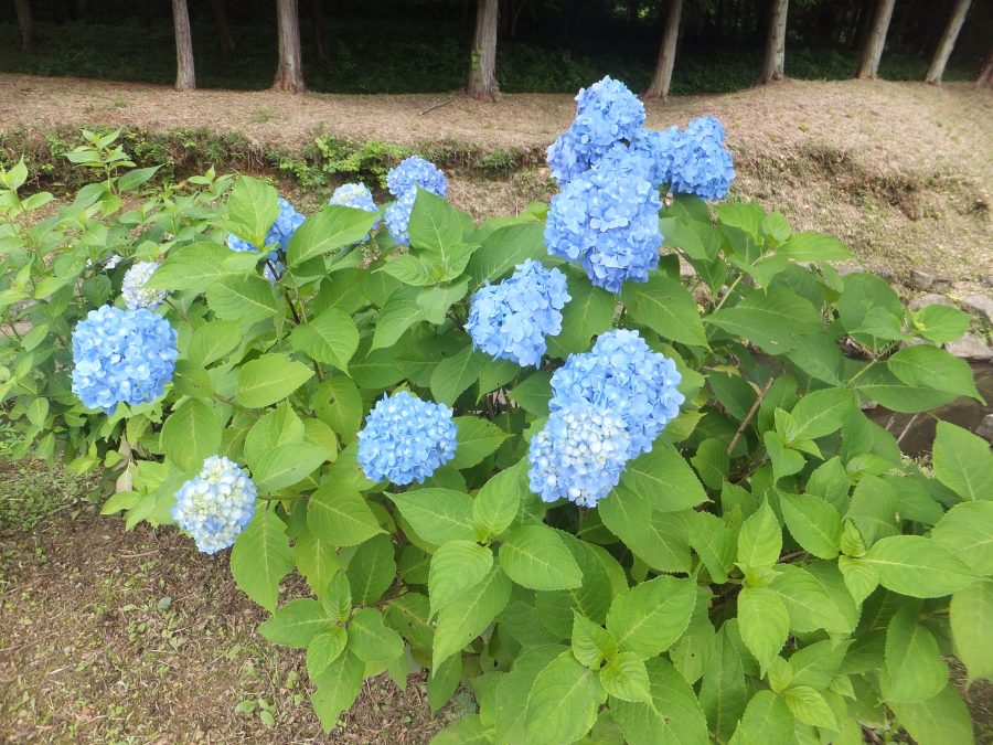 鳩山町の農村公園へε≡≡ﾍ( ´Д`)ﾉ