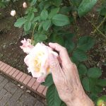 バ～ラが咲いた～♬バ～ラが咲いた～♬