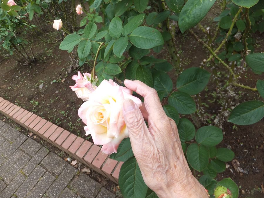 バ～ラが咲いた～♬バ～ラが咲いた～♬