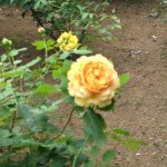 薔薇園に行ってきました(^^♪