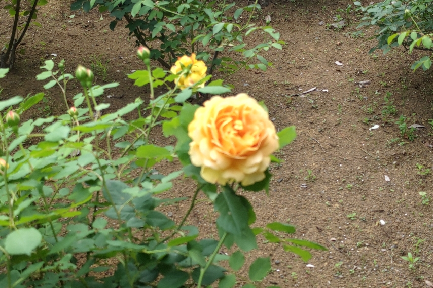薔薇園に行ってきました(^^♪