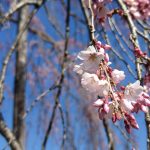 日高市の霊巌寺へ…