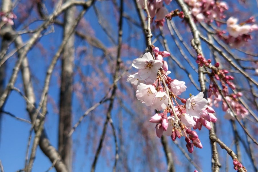 日高市の霊巌寺へ…