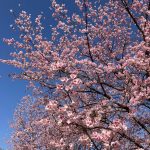 さ～く～ら～🌸さ～く～ら～🌸
