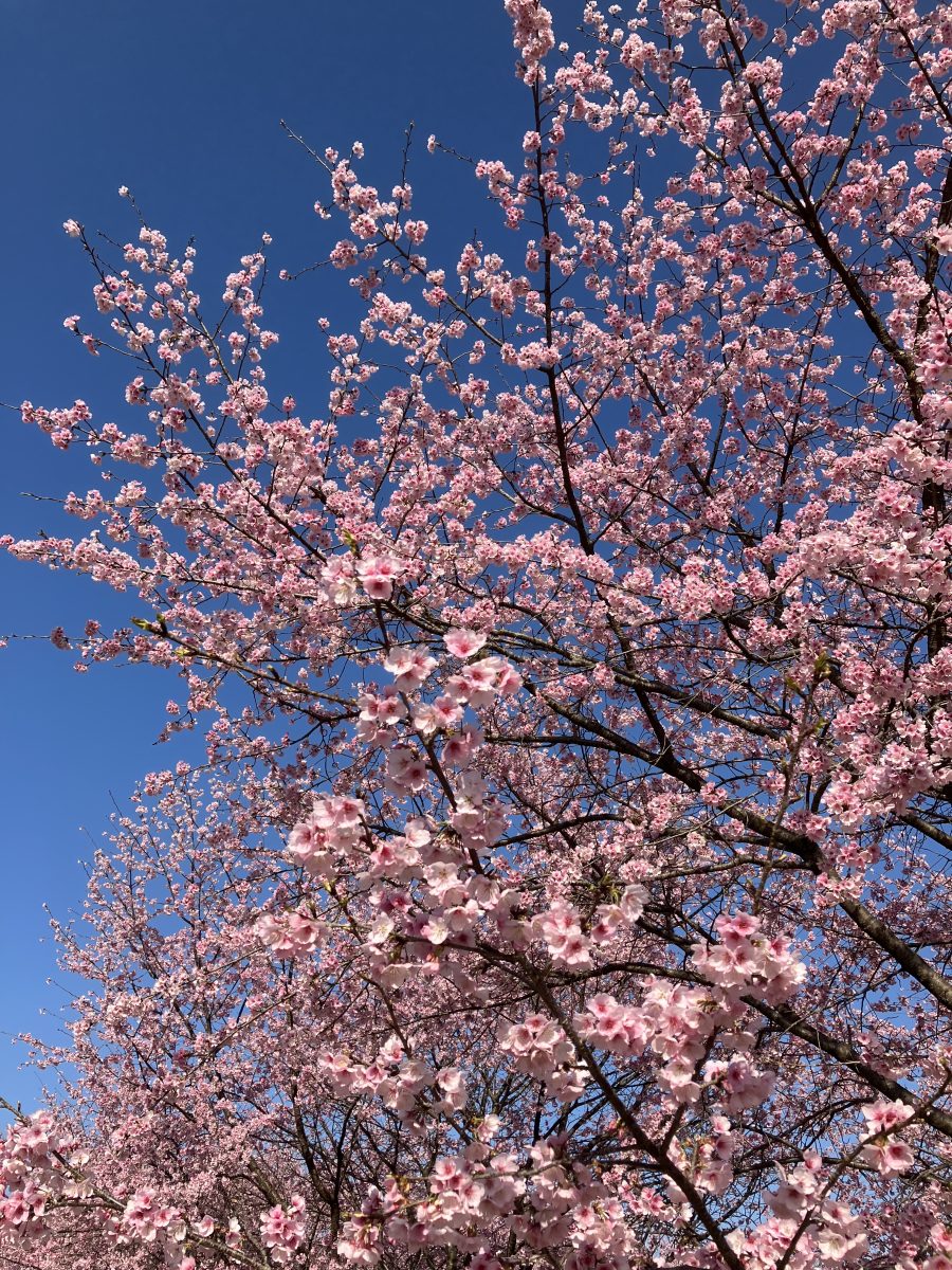 さ～く～ら～🌸さ～く～ら～🌸