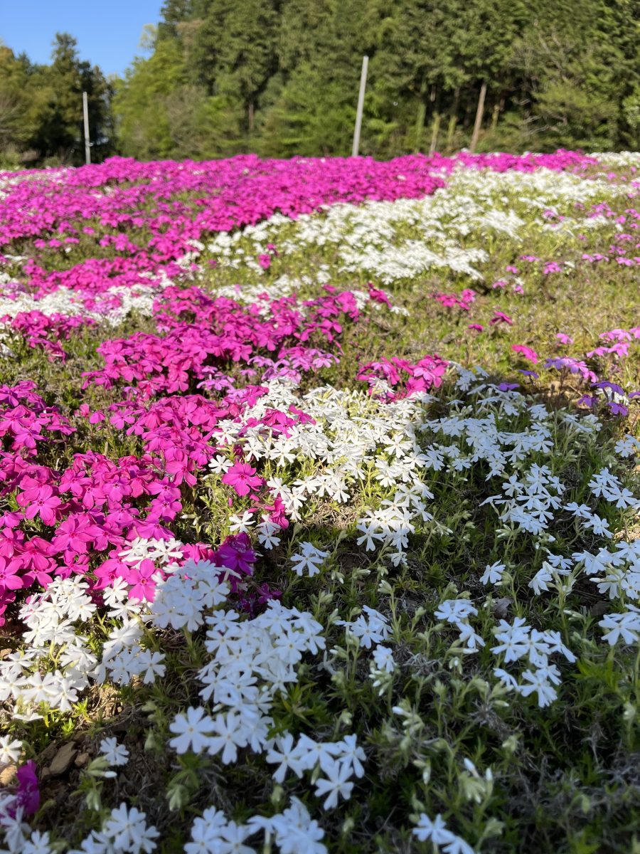 芝桜～(*^^*)