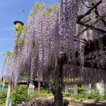 藤の花～(*^^*)