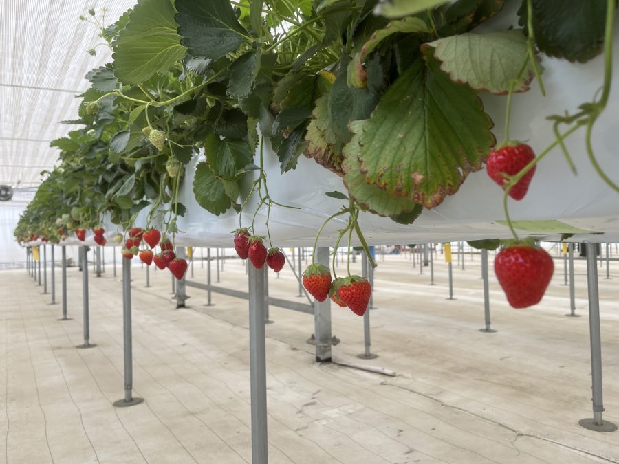いちご狩り～～～🍓　第二弾🍓