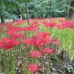 お彼岸の時期に咲く花と言えばなんでしょう？