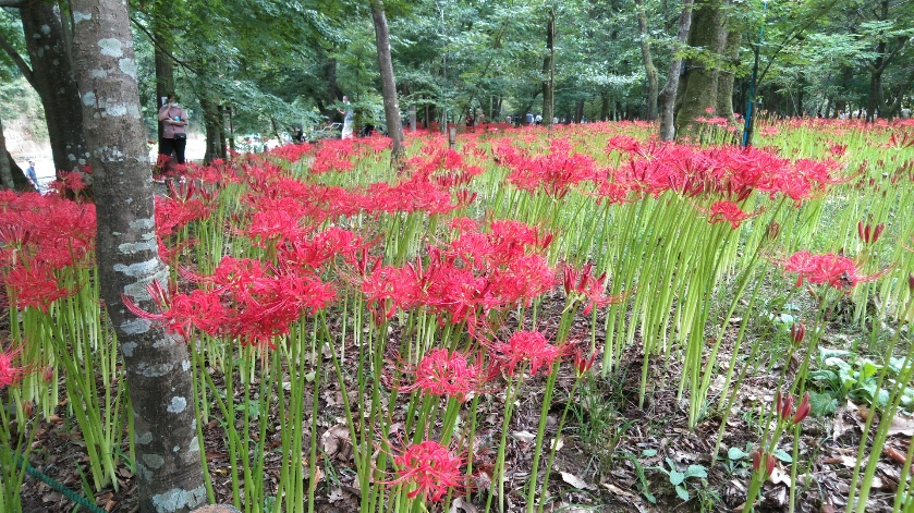 お彼岸の時期に咲く花と言えばなんでしょう？